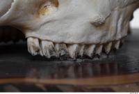 mouflon skull 0042